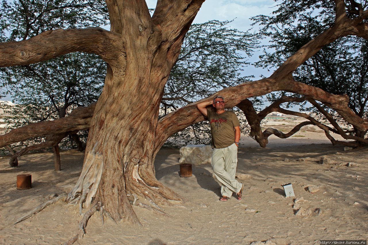 Шаджарат-Аль-Хаят дерево