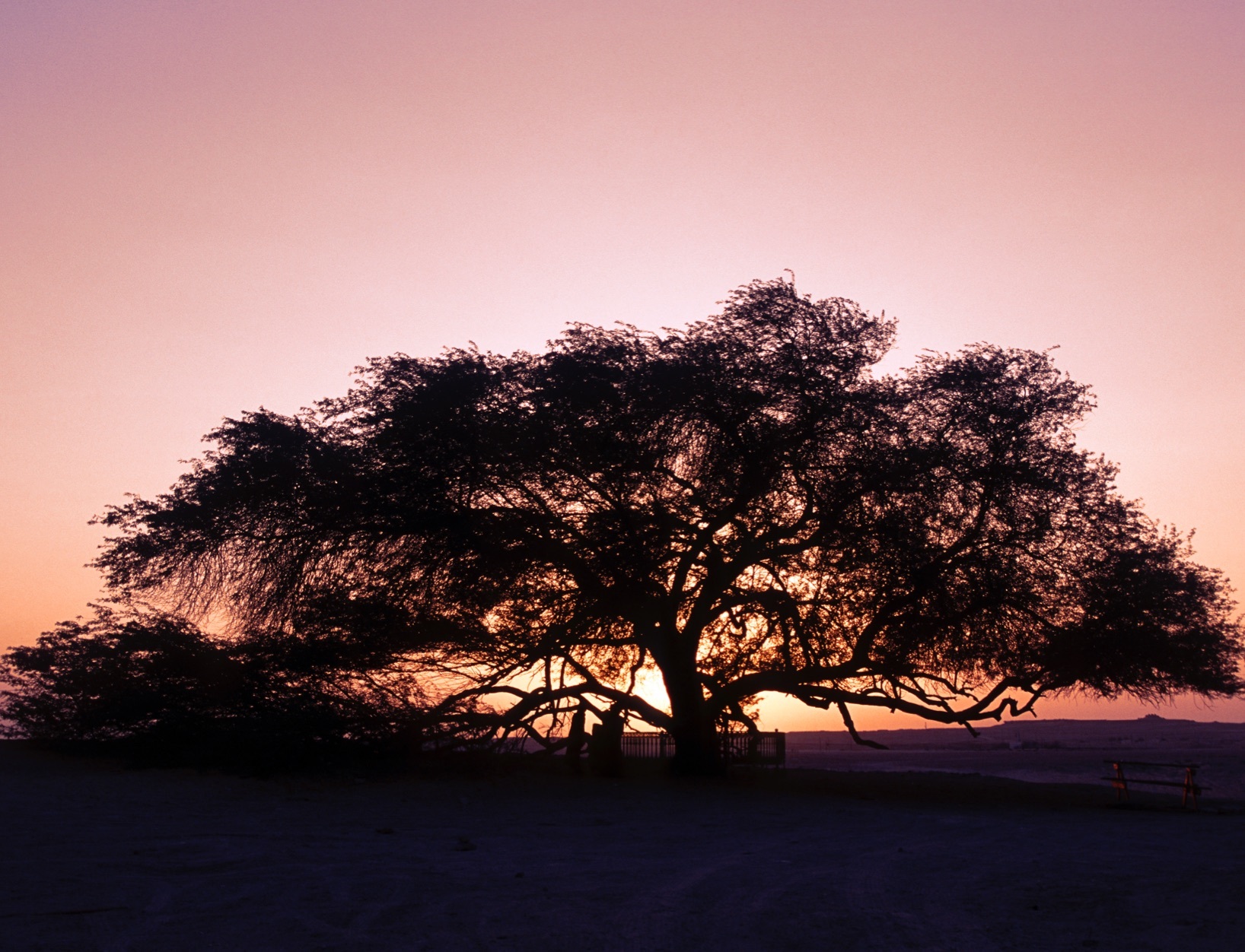 Дерево жизни Бахрейн