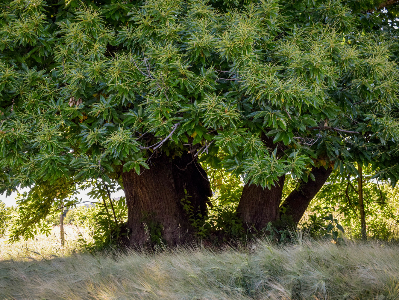 Каштан хвойное. Castanea Sativa дерево. Каштан съедобный дерево. Дерево каштан в Абхазии. Реликтовый каштан Европейский.