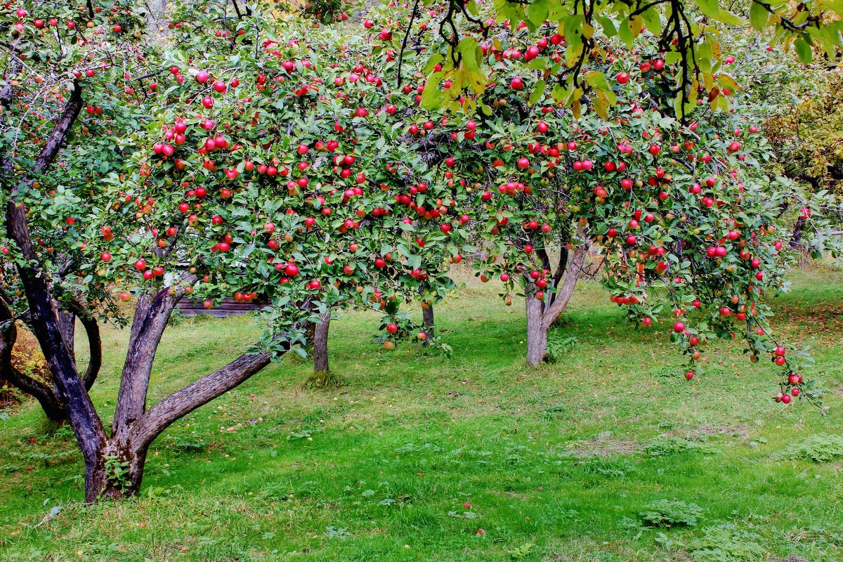 фото садов с плодами