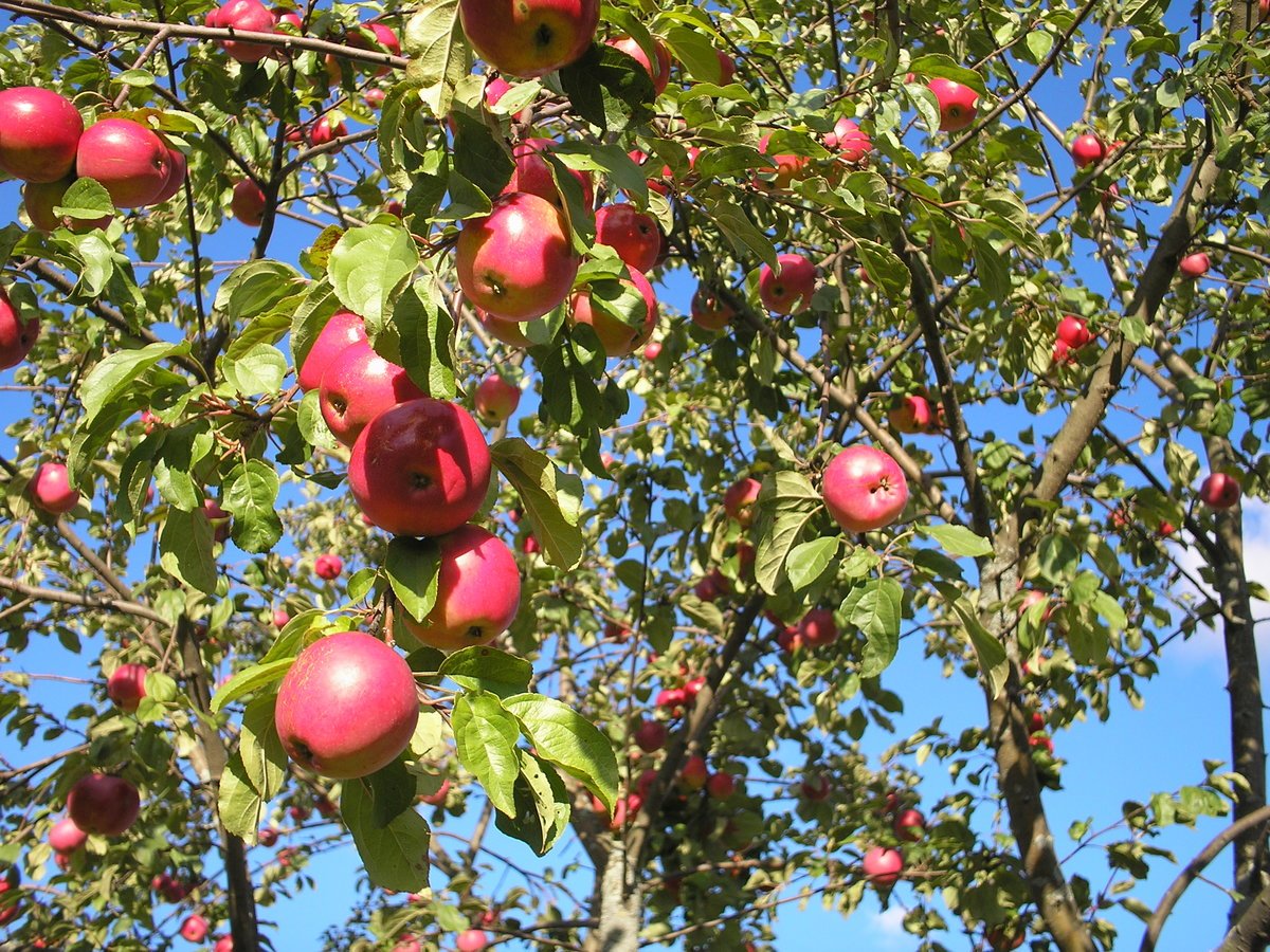 Яблоня Орловское полосатое дерево