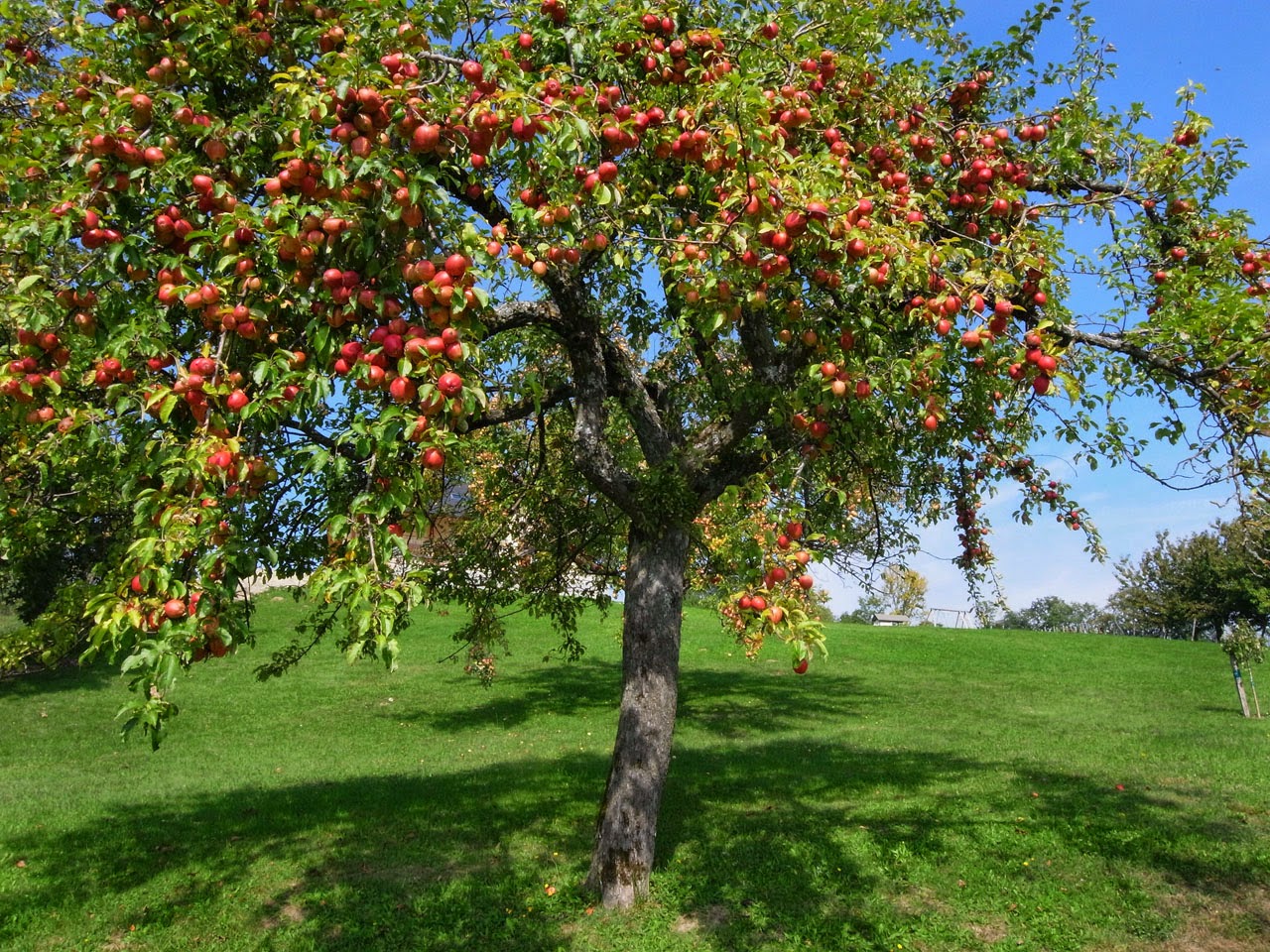 10 плодовых деревьев. Дерево яблони Жарден. Яблоня Айдаред дерево. Яблоня Телеймон. Раскидистая плодоносящая яблоня.