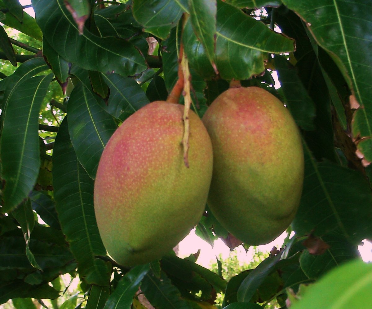 манго фрукт фото дерева
