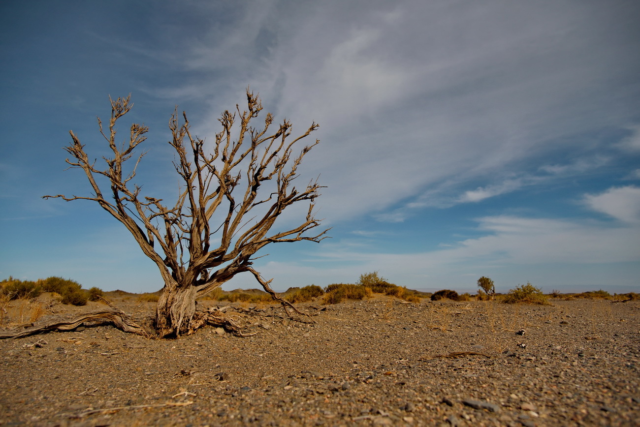 Дерево в пустыне фото