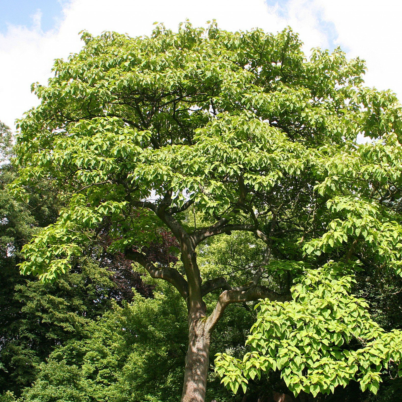 Сорт дерева Павлова
