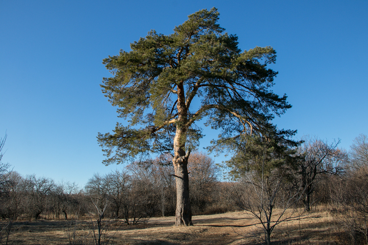Лесные деревья России