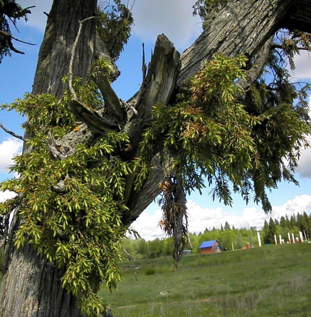 Необычные деревья россии фото и названия
