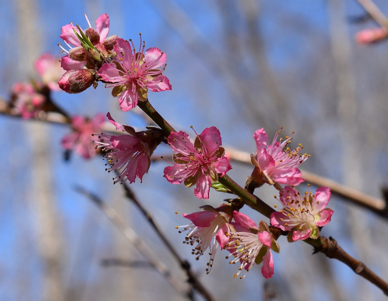 Сезон цветения персика