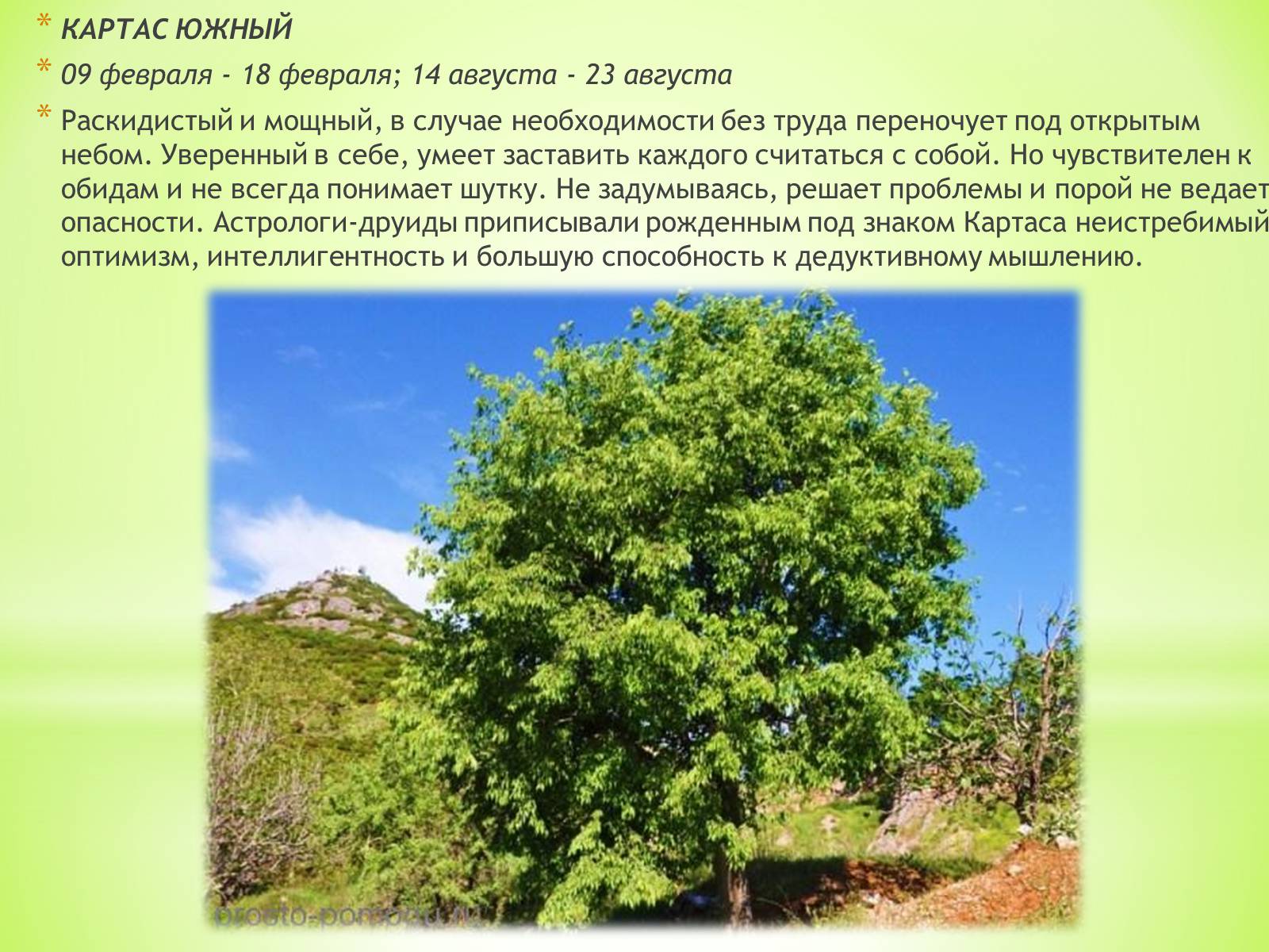 Дерево картас фото и описание где растет