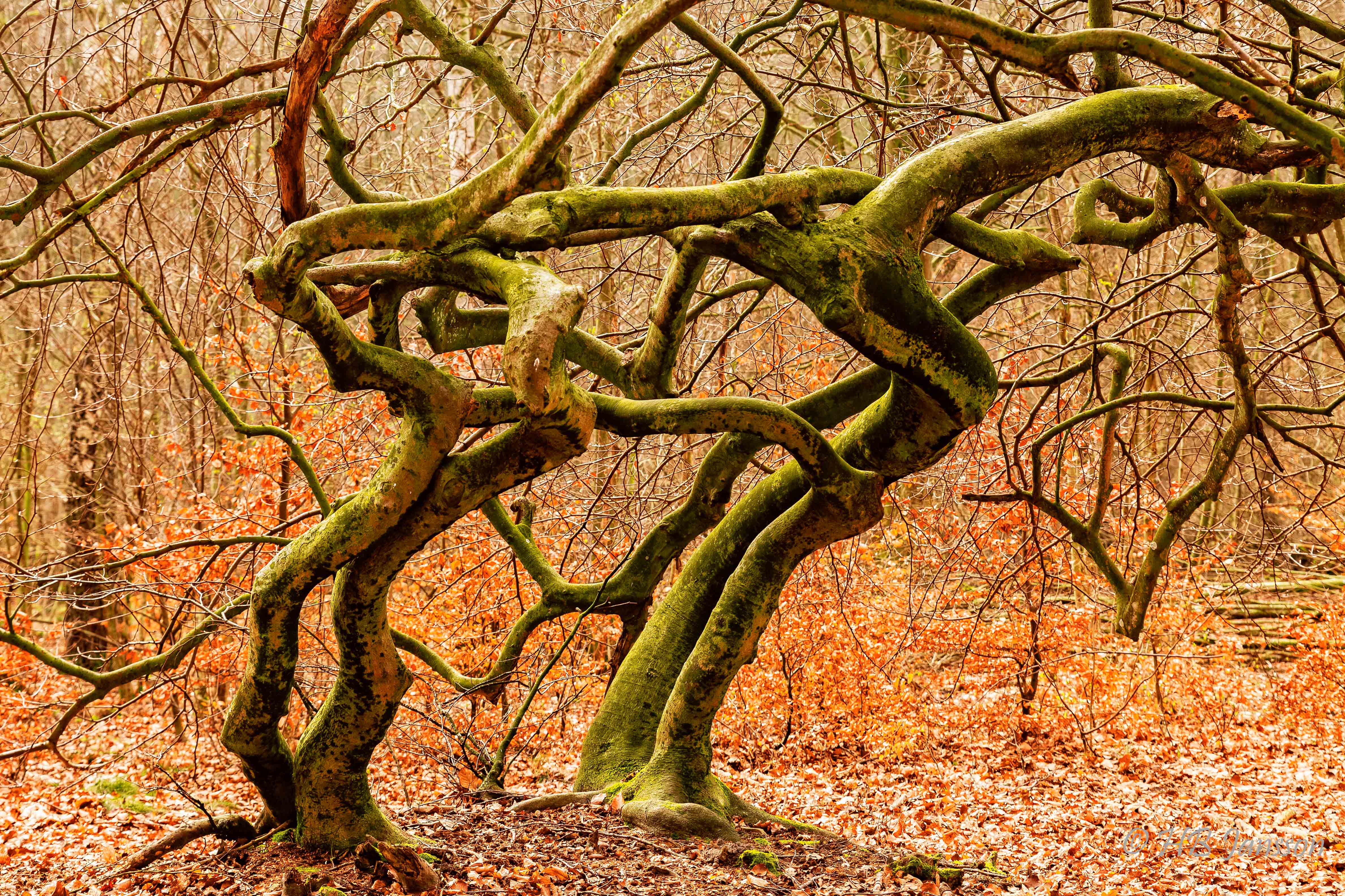 Лес где дерево на дереве стоит. Кривой лес Грыфино Польша. Куршская коса изогнутые деревья. Куршская коса Танцующий лес. Изогнутые деревья.