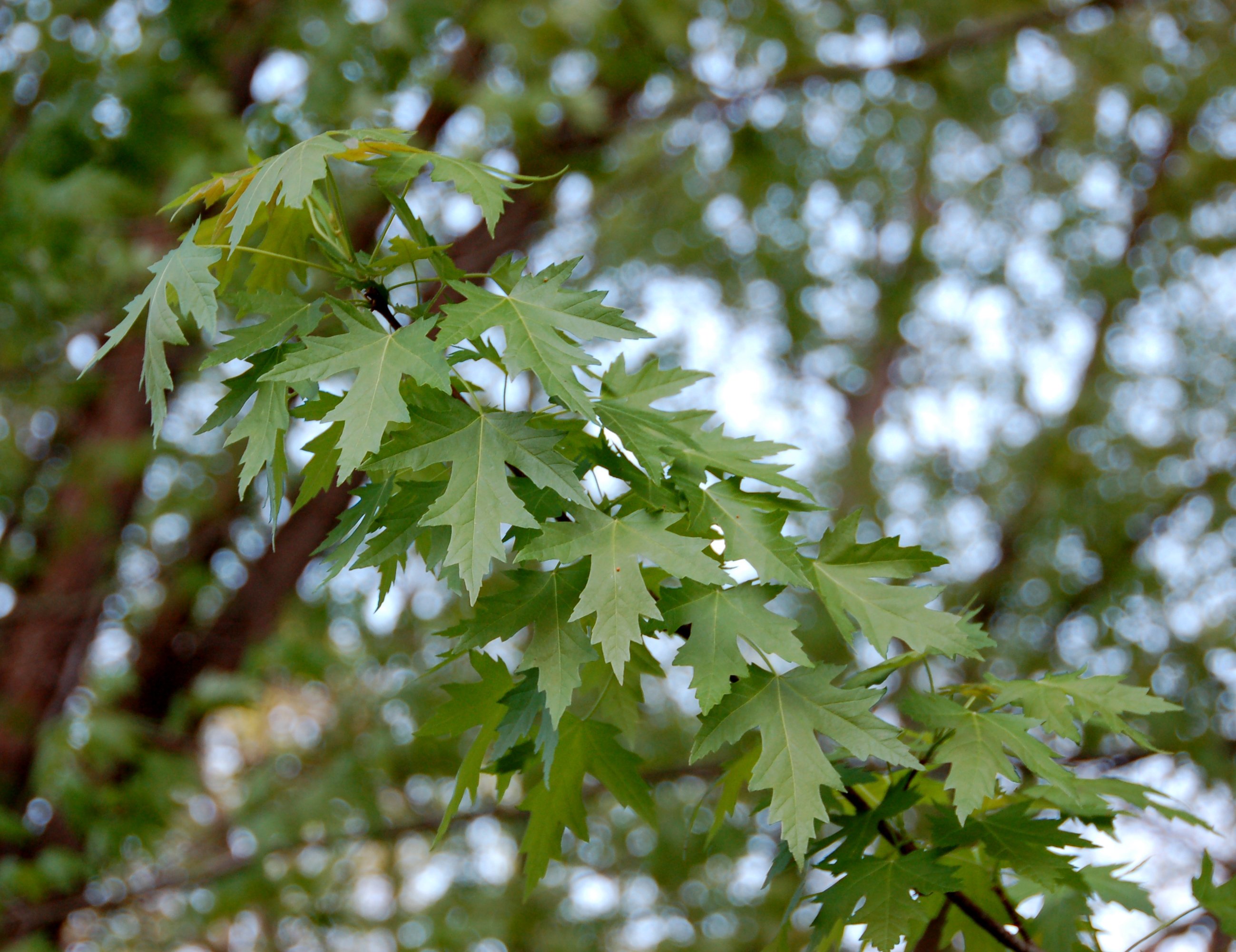 Береза с резными листьями фото