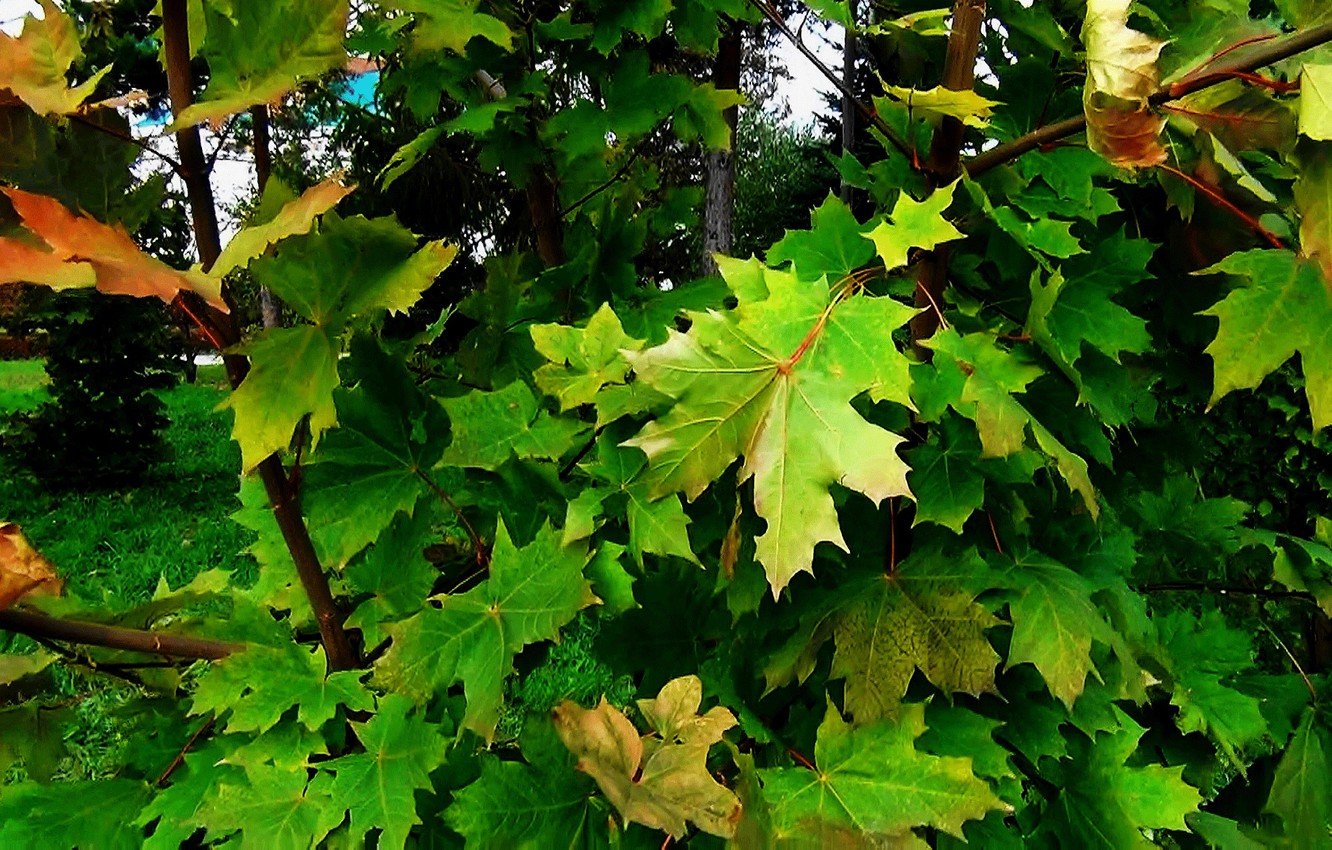 Береза с резными листьями фото