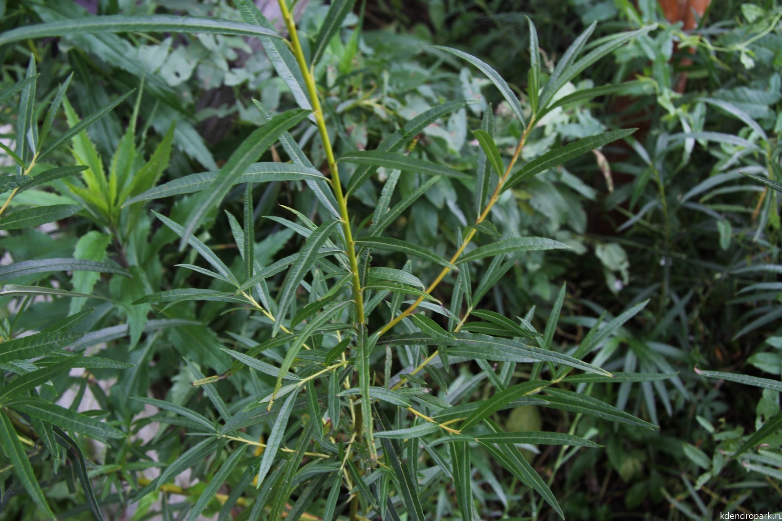 Чозения толокнянколистная Chosenia arbutifolia
