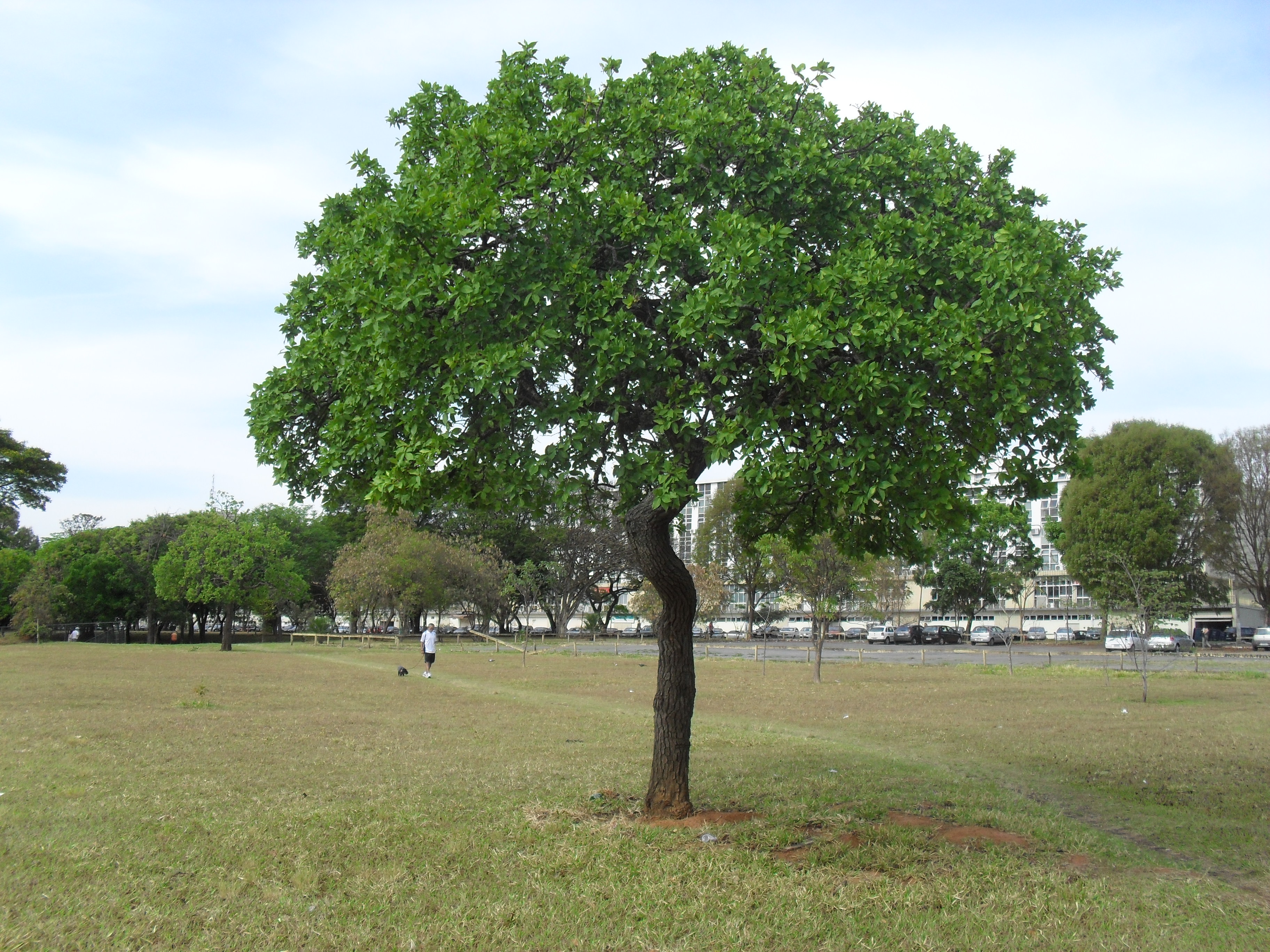Кашемировое дерево