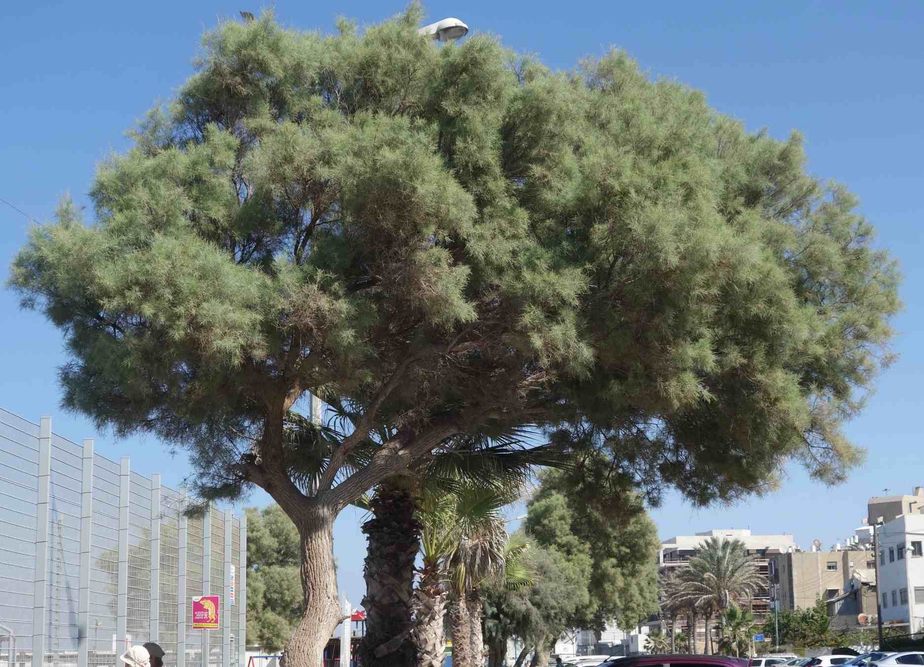 Дерево тамарикс Израиль