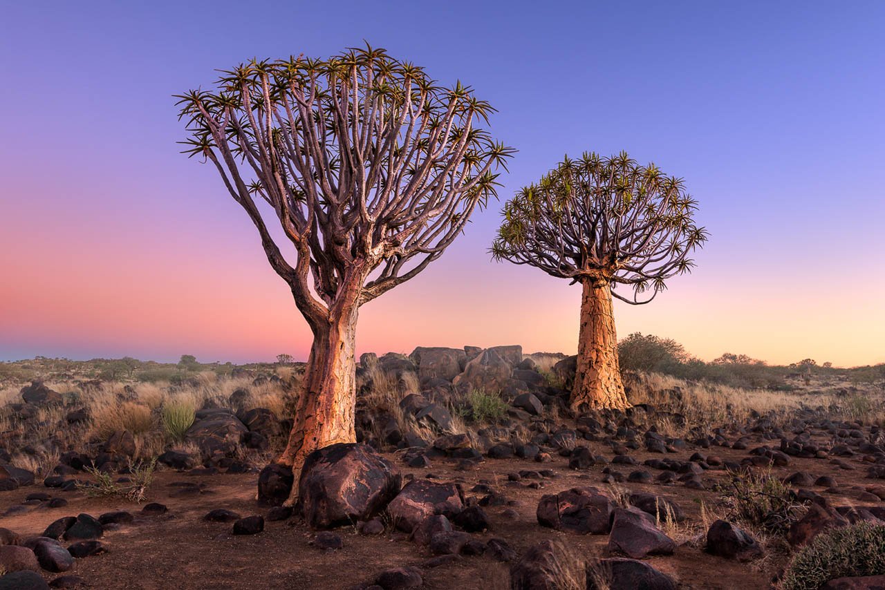 Колчанное дерево в пустыне Намиб