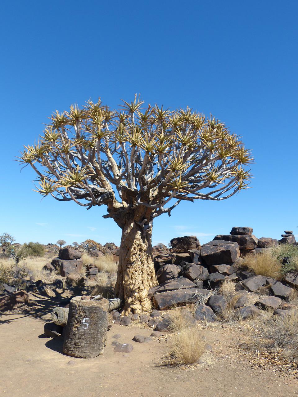 Пустыня Намиб растения