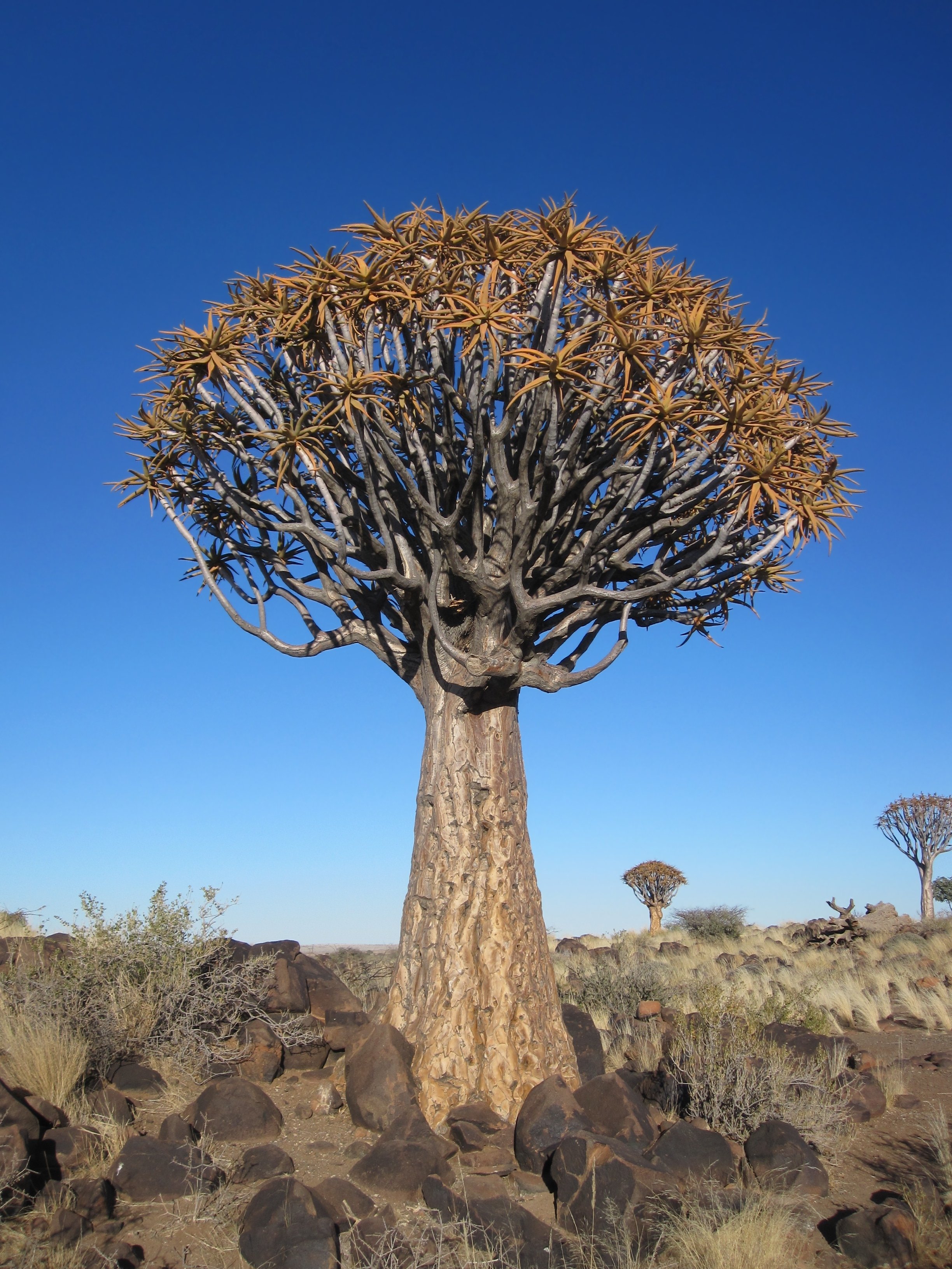 Колчанные деревья Намибия