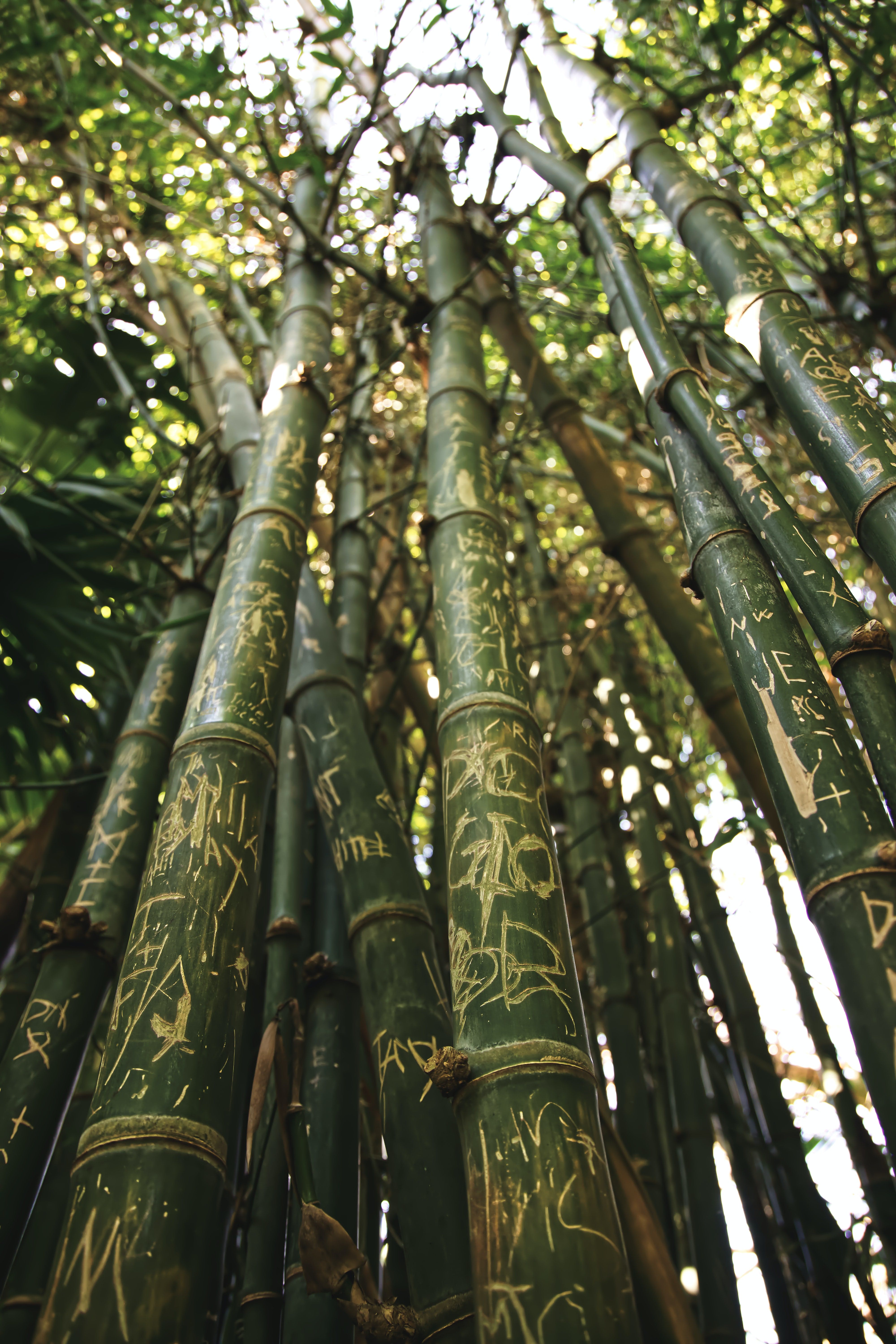Green Hill бамбук