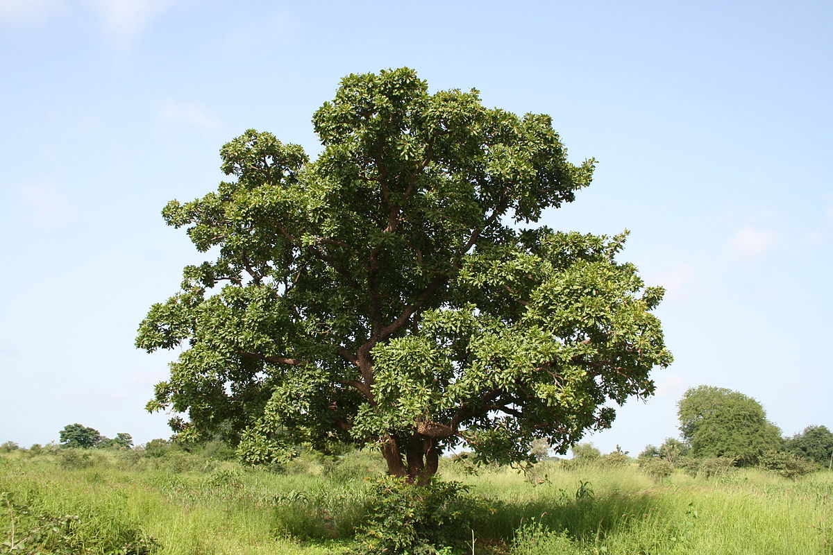 Плоды дерева ши карите