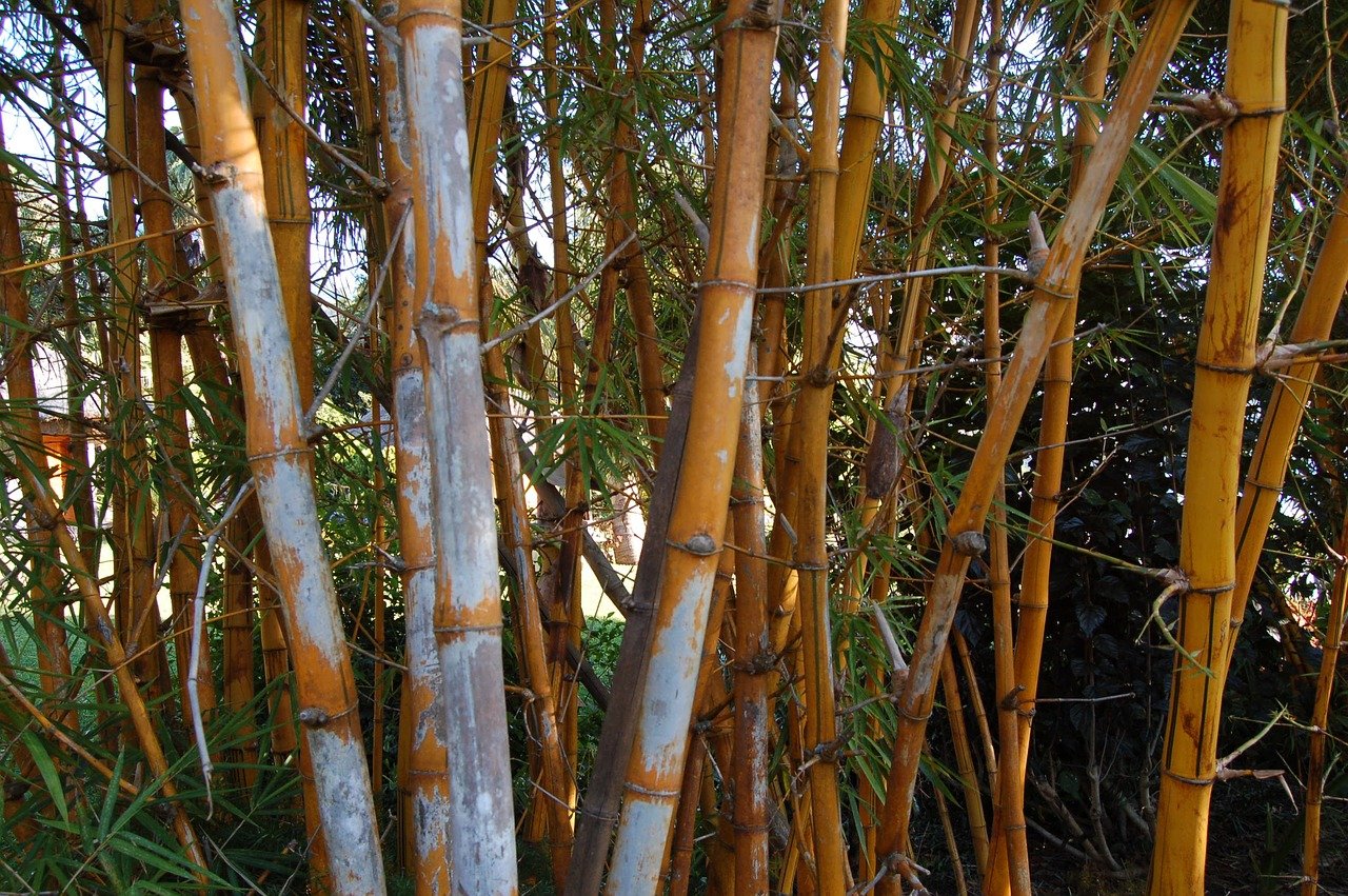 Фениксовый бамбук дерево