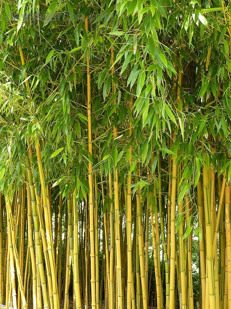 Bamboo Phyllostachys aureosulcata