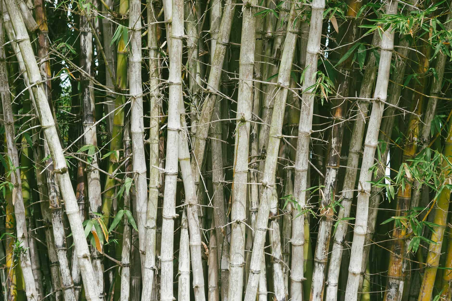 Бамбук побеги Baoshi