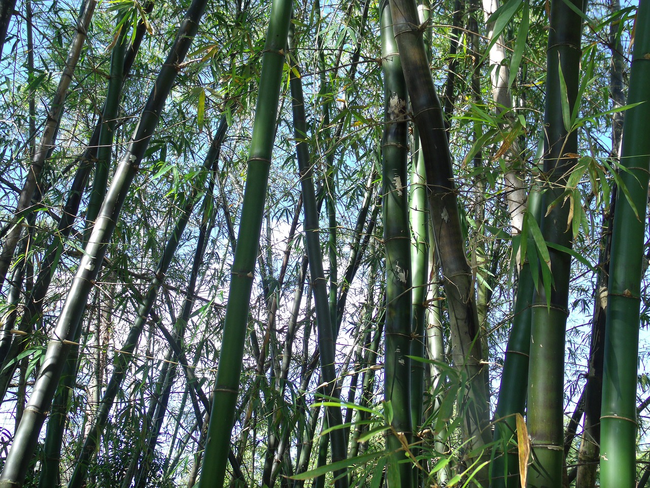 Широколиственный бамбук