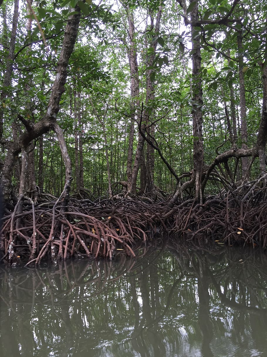 мангровые заросли австралии