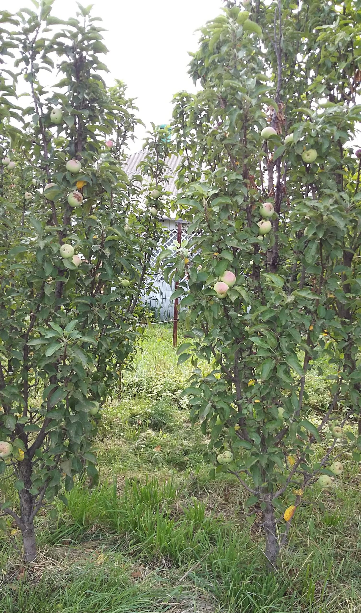 Колоновидные яблони фото взрослых деревьев с названием