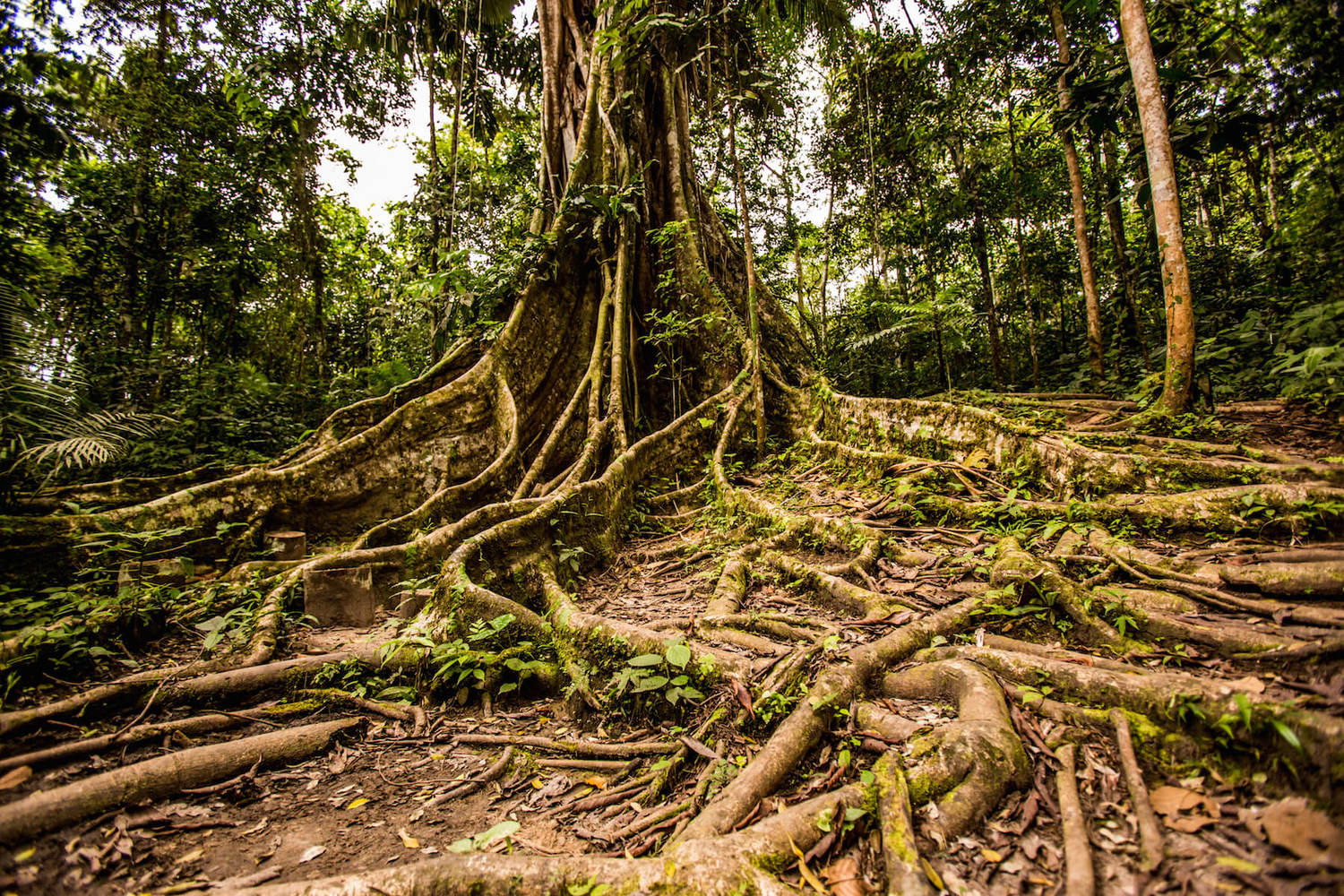 Какой корень лесов. Дерево сельвы Южной Америки. Эбеновое дерево Коста Рика. Южная Америка Сельва лианы.