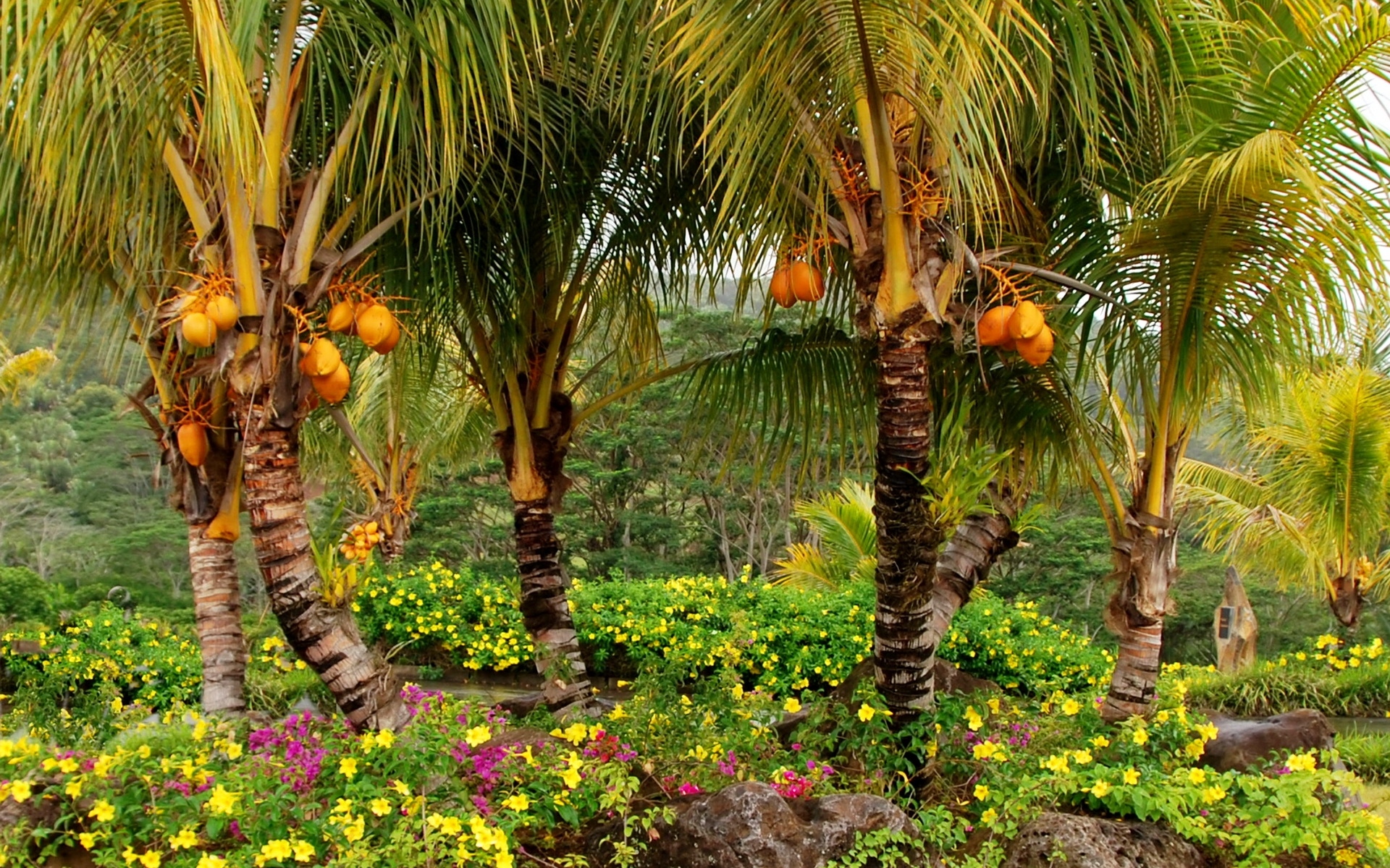 Рощи кокосовых пальм Филиппины