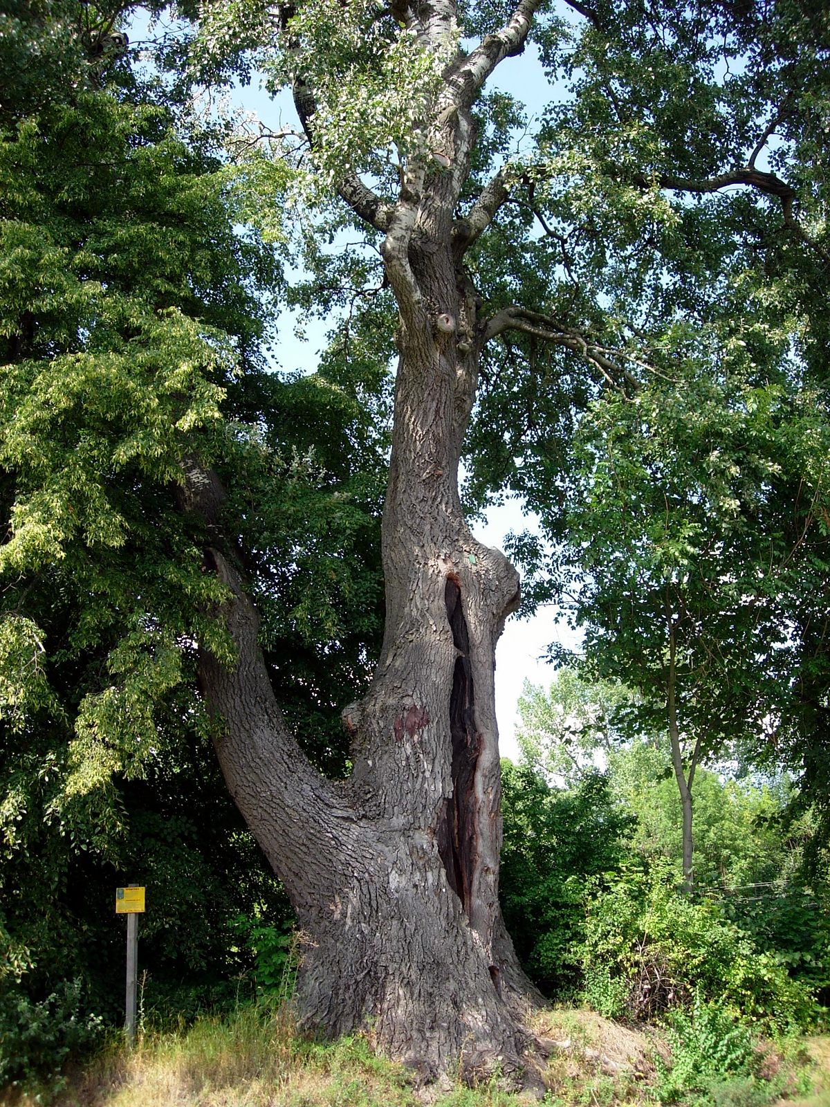 Кашемировое дерево
