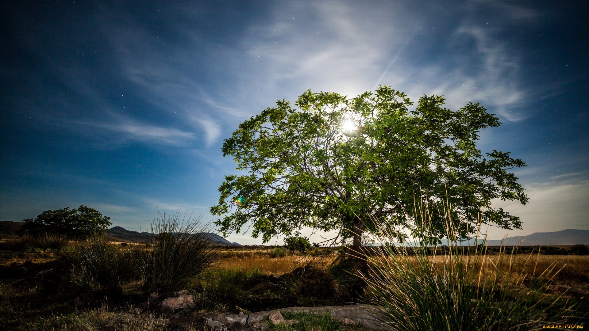 Кашемировое дерево фото