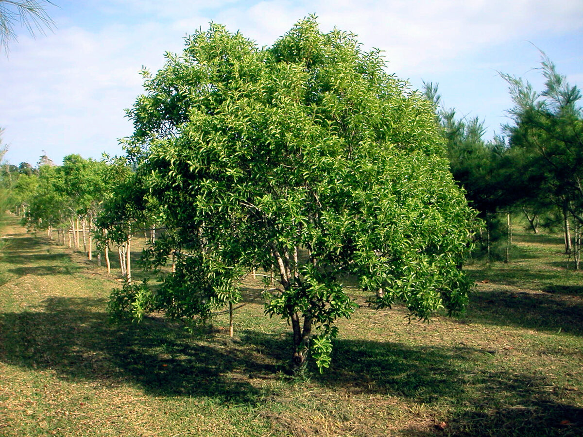 Кашемировое Дерево