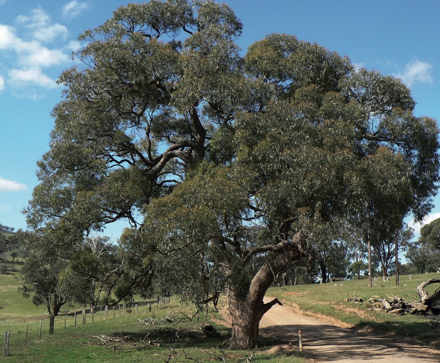 Эвкалиптовые деревья в Австралии