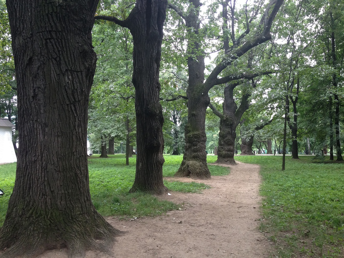 Москва парк Коломенское дубовая роща