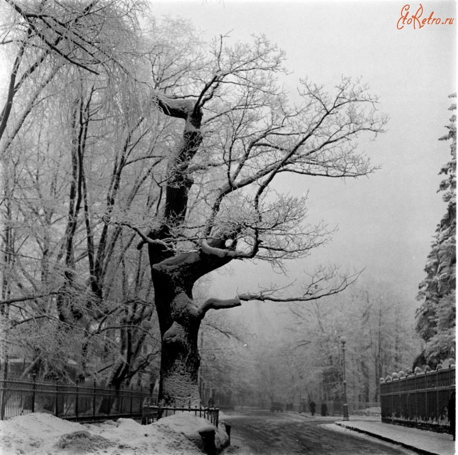 Деревья санкт петербурга