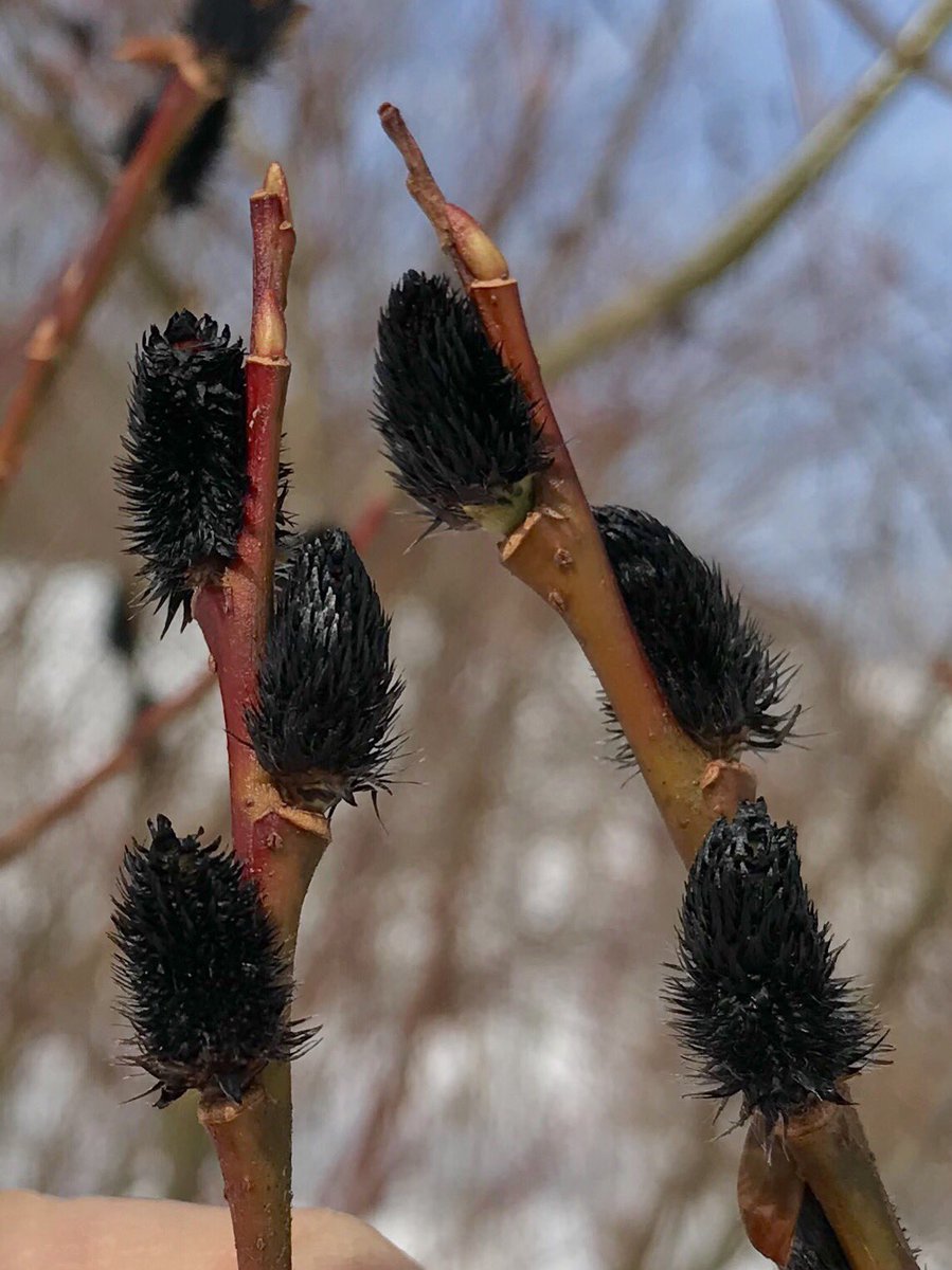 Salix melanostachys