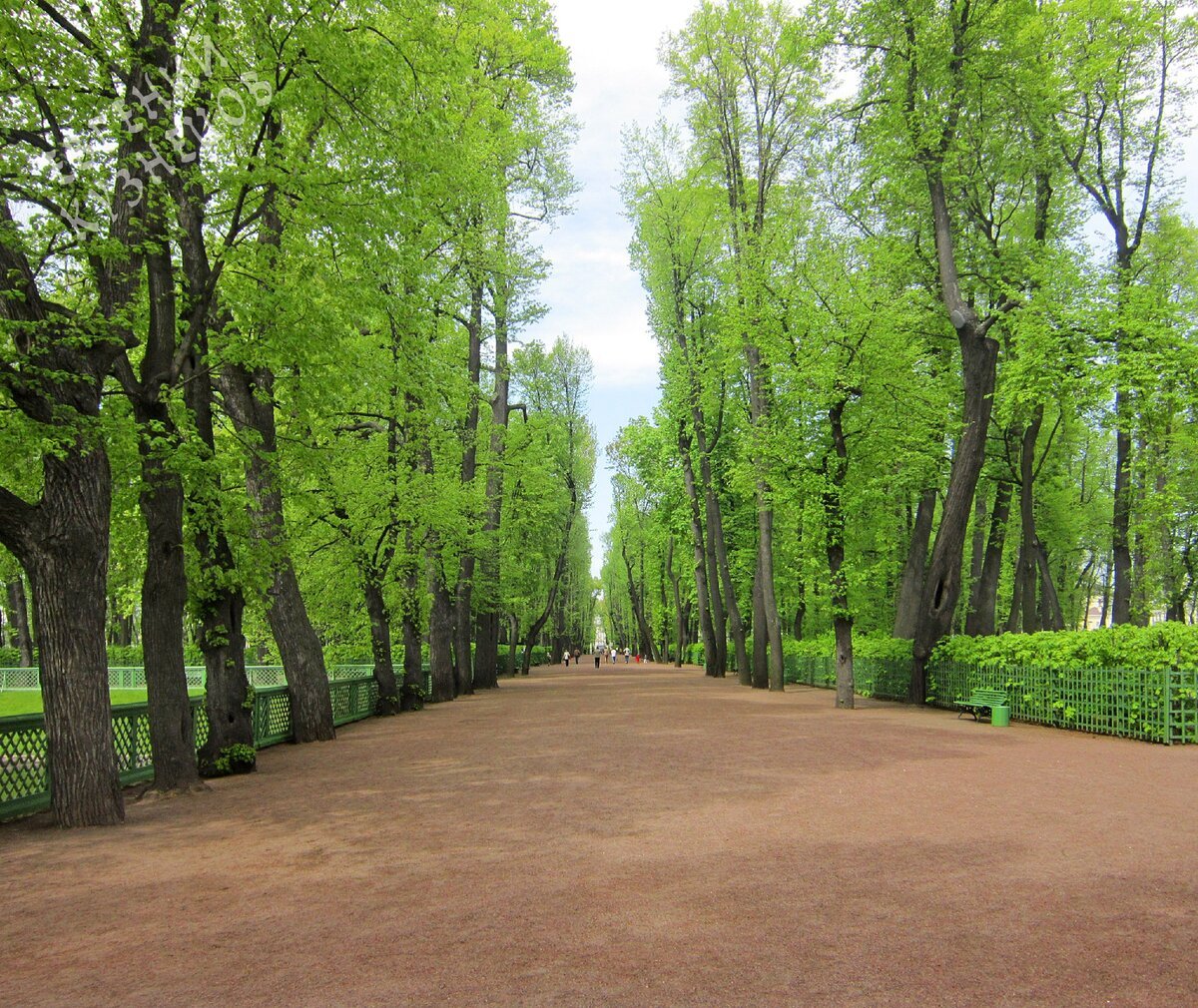 Шишкин аллея летнего сада в Петербурге