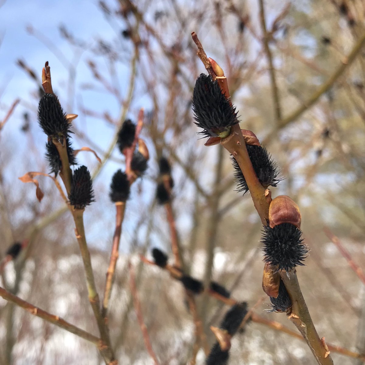 Salix gracilistyla 'melanostachys'