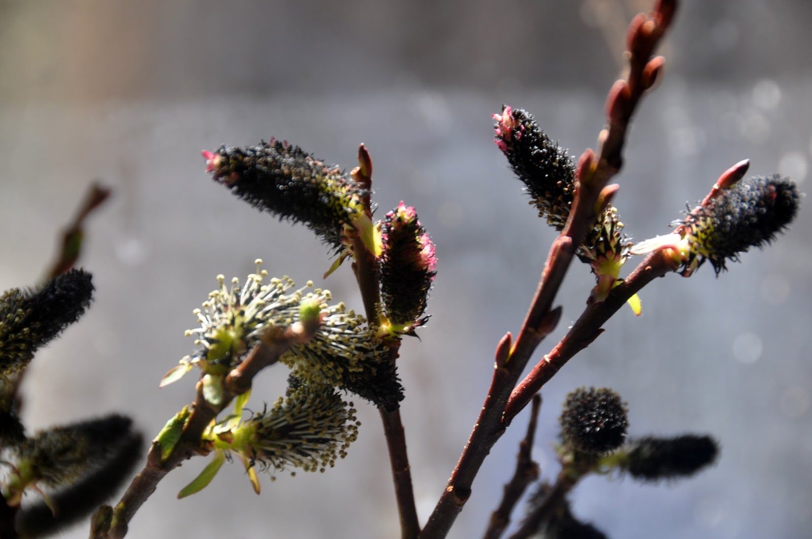 Ива тонкостолбиковая ‘melanostachys’ Salix gracilistyla ‘melanostachys