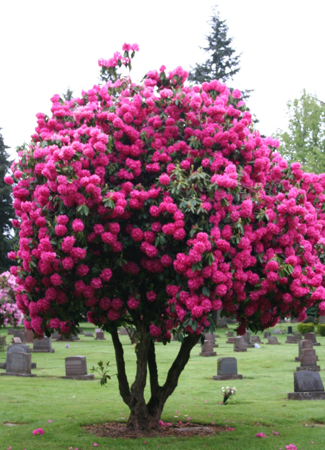Рододендрон розовое дерево