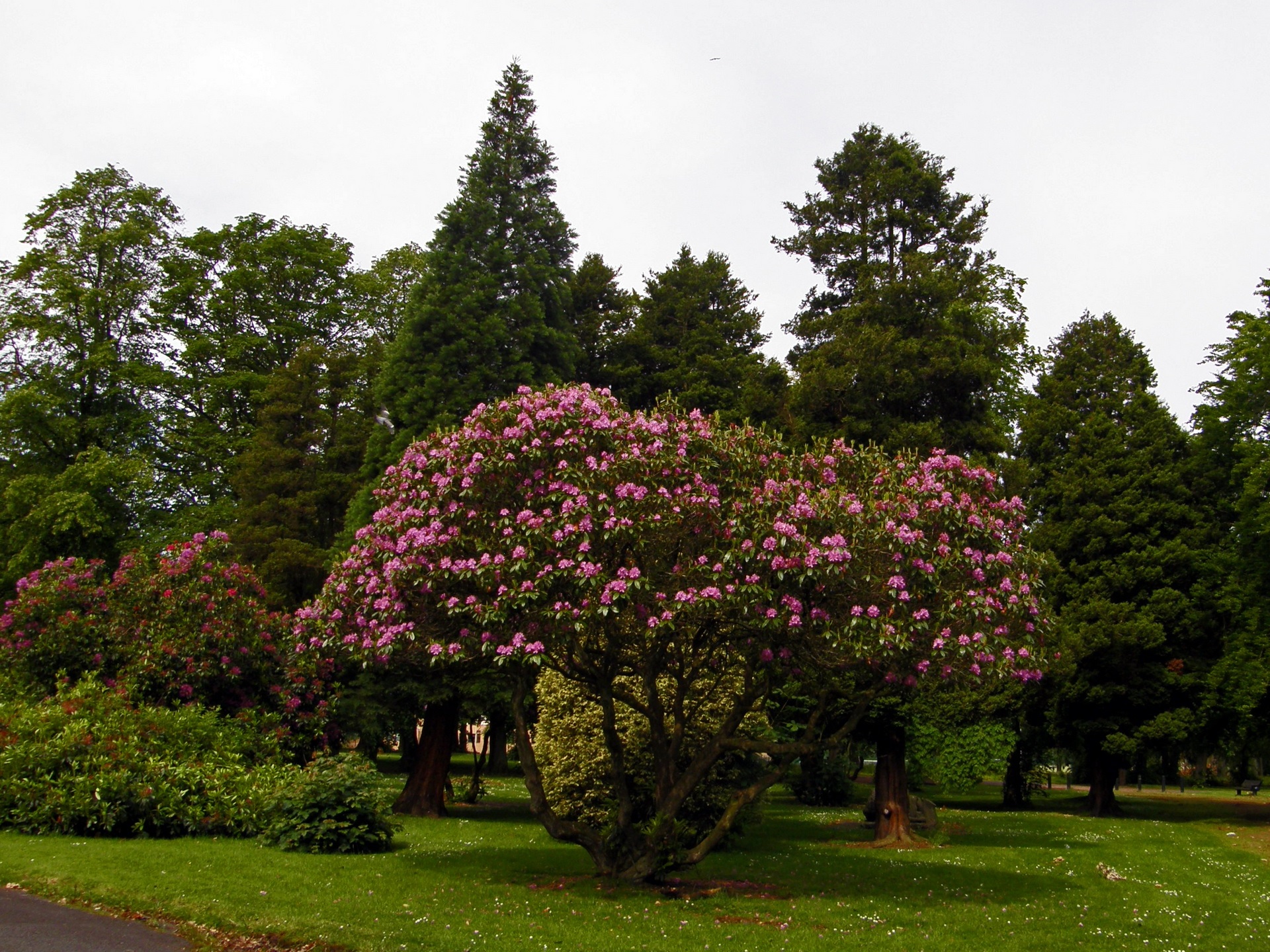 Рододендрон дерево кустарник