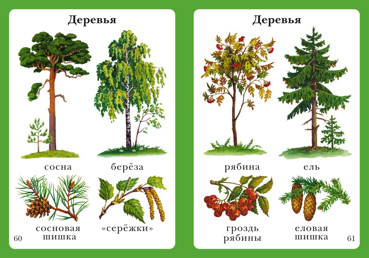 Картинки садовых деревьев для детей