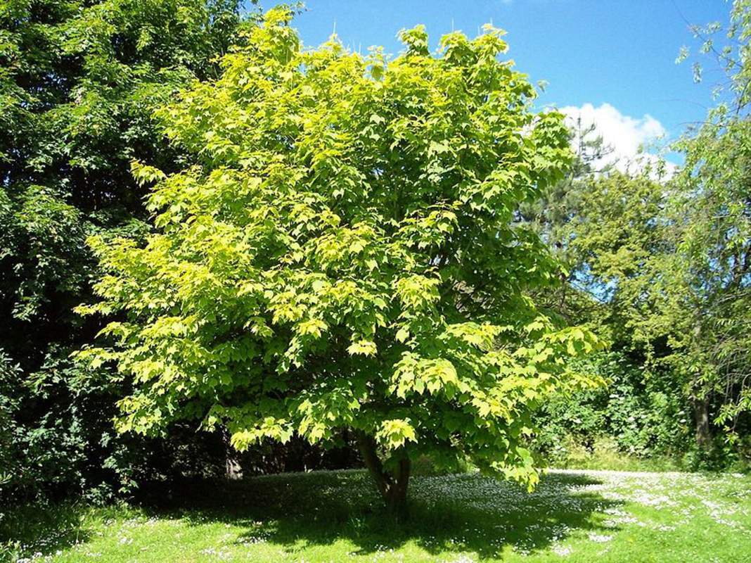 Клен пенсильванский (Acer pensylvanicum)