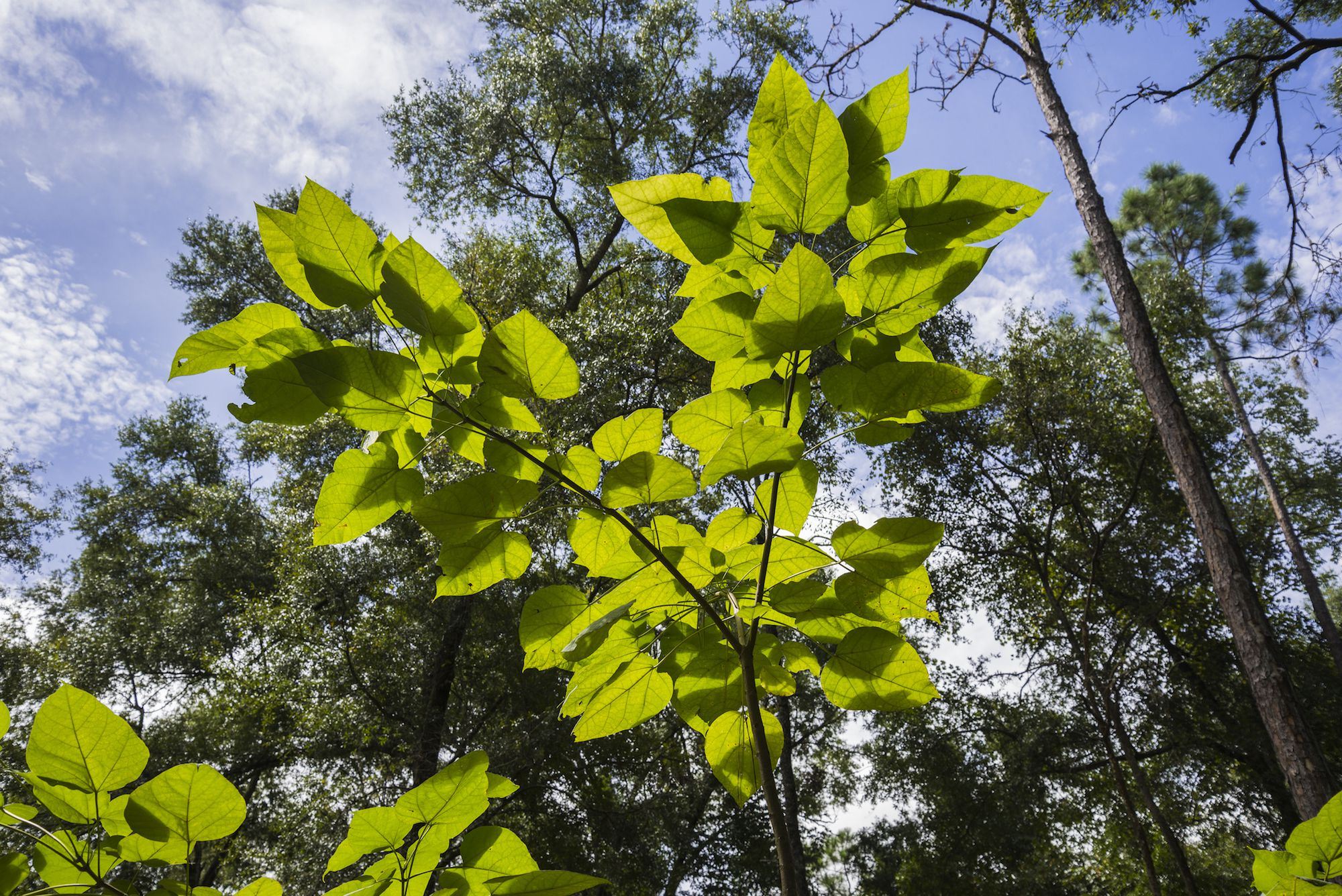 Листья деревья подмосковья фото и названия