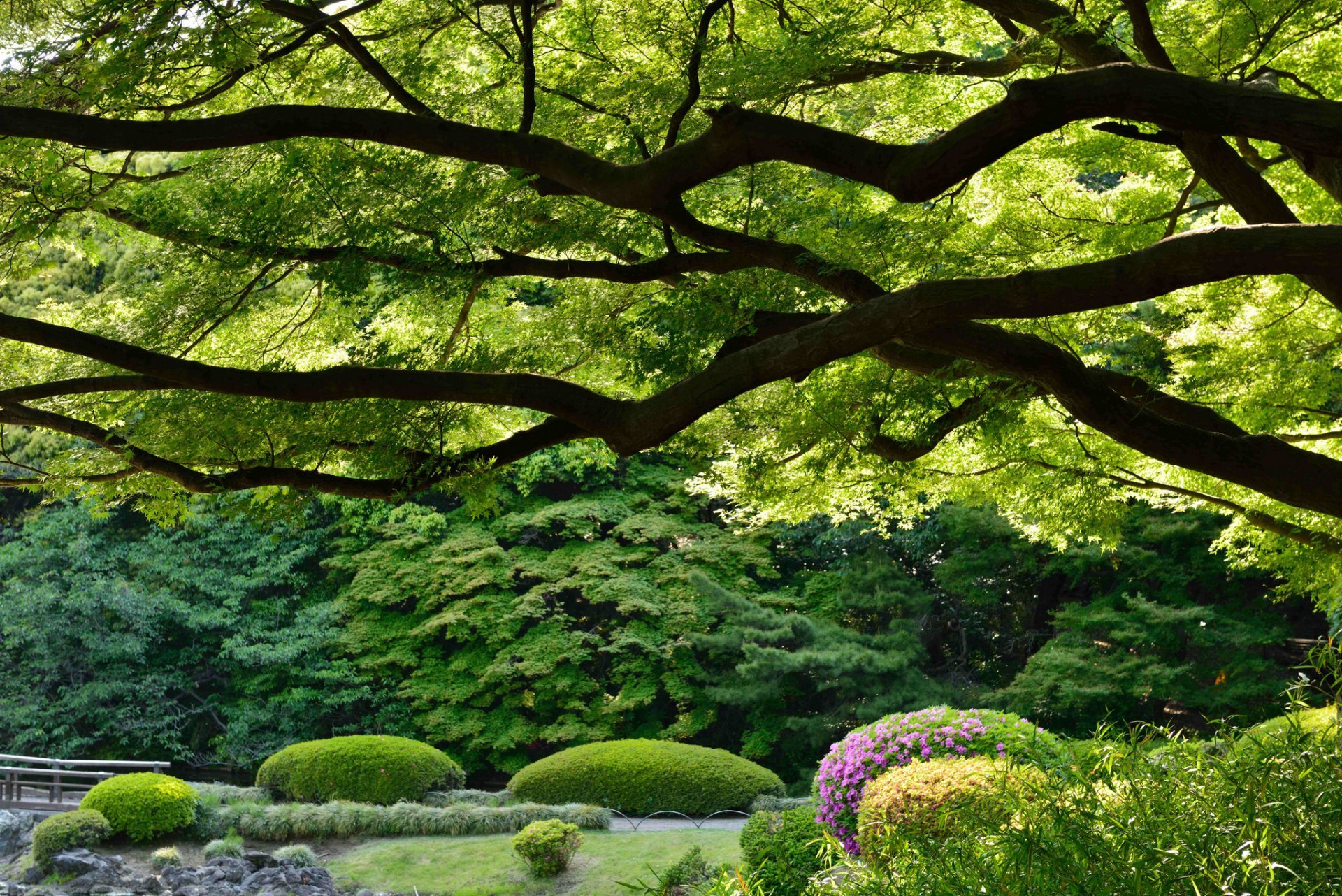 Красивые зеленые места. Синдзюку-гёэн Императорский парк природа. Сад Синдзюку-гёэн. Парк Синдзюку-гёэн Япония. Ландшафт Токио.