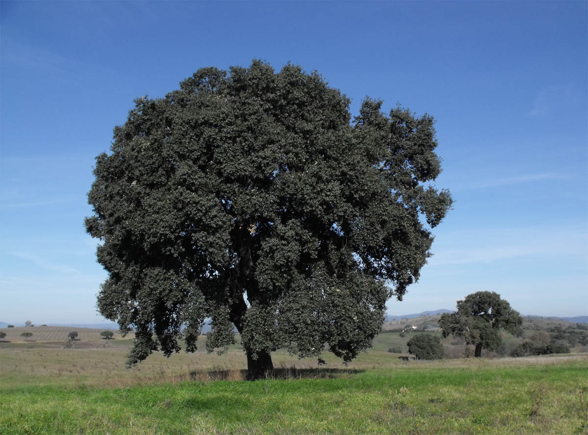 Лес пробкового дуба (Quercus Suber),