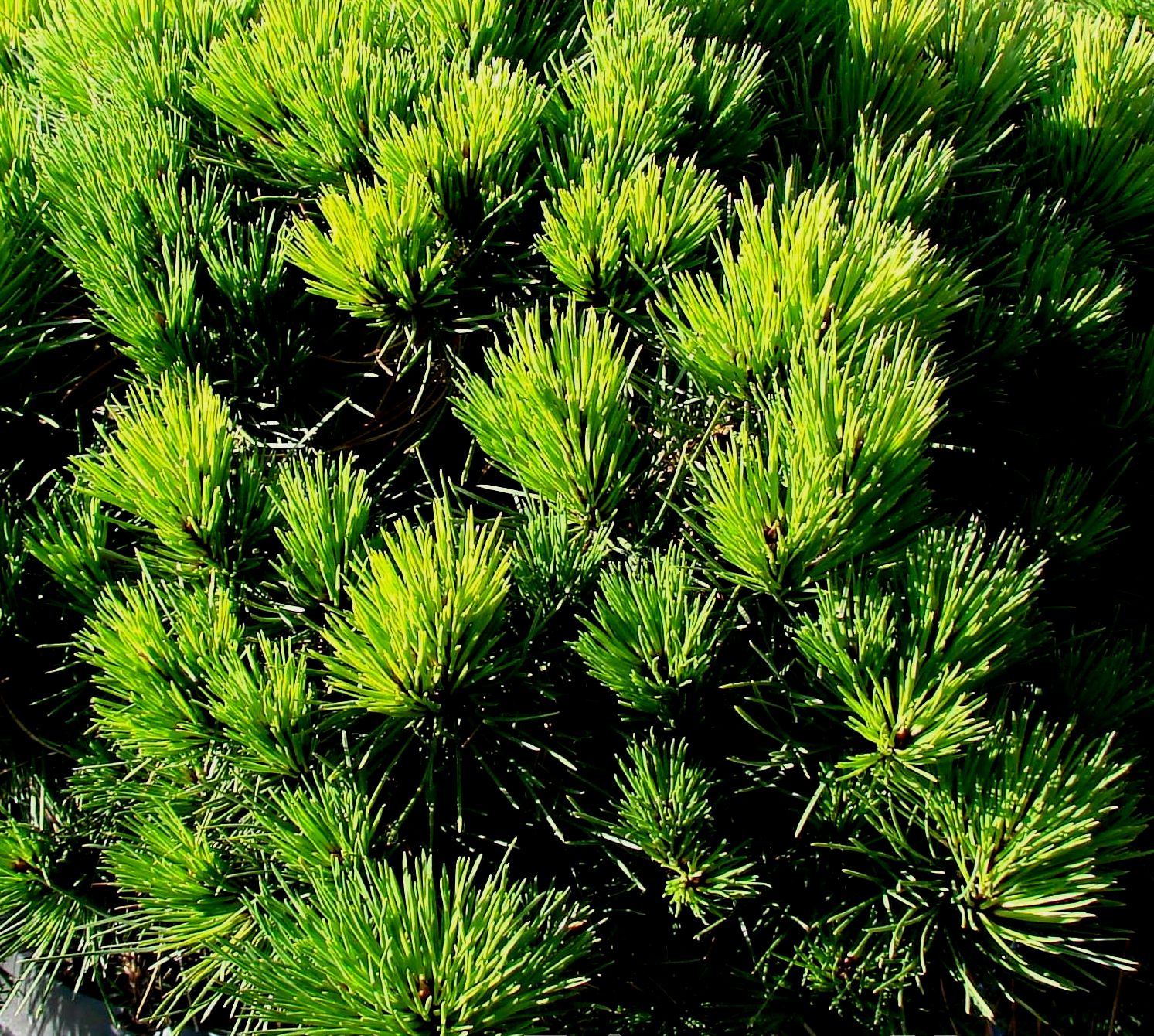 Сосна орегон грин. Сосна Пинус Нигра. Pinus nigra 'Hornibrookiana'. Сосна черная Hornibrookiana. Сосна черная (Pinus nigra).
